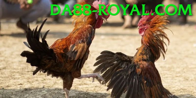 Cách Đọc Kèo Đá Gà - Tạo nhân vật