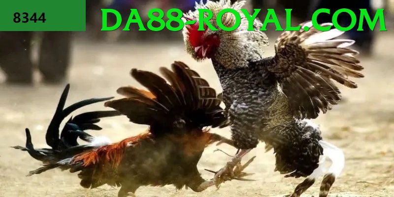 Trường Đấu Đá Gà Chuyên Nghiệp - FPS cao